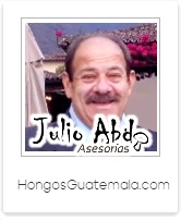Asesora en Produccin de Hongos y Championes en Guatemala, Ingeniero Julio Abdo